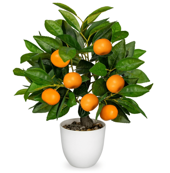 Indoor Citrus