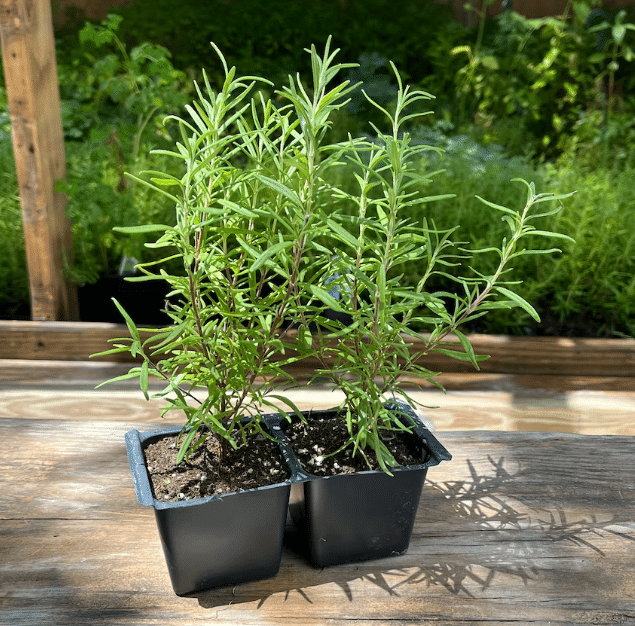 Rosemary plant