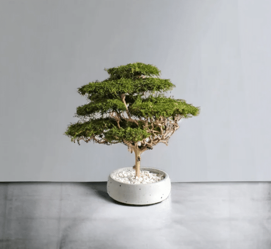 Bonsai Trees