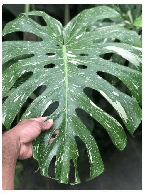 Monstera Deliciosa Variegata