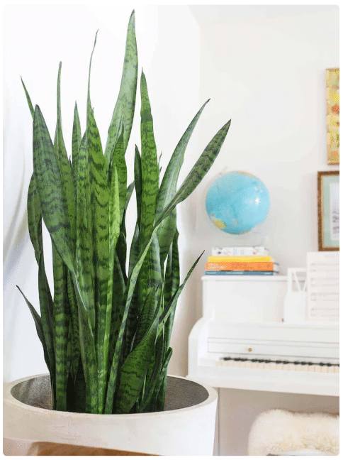 Snake plant