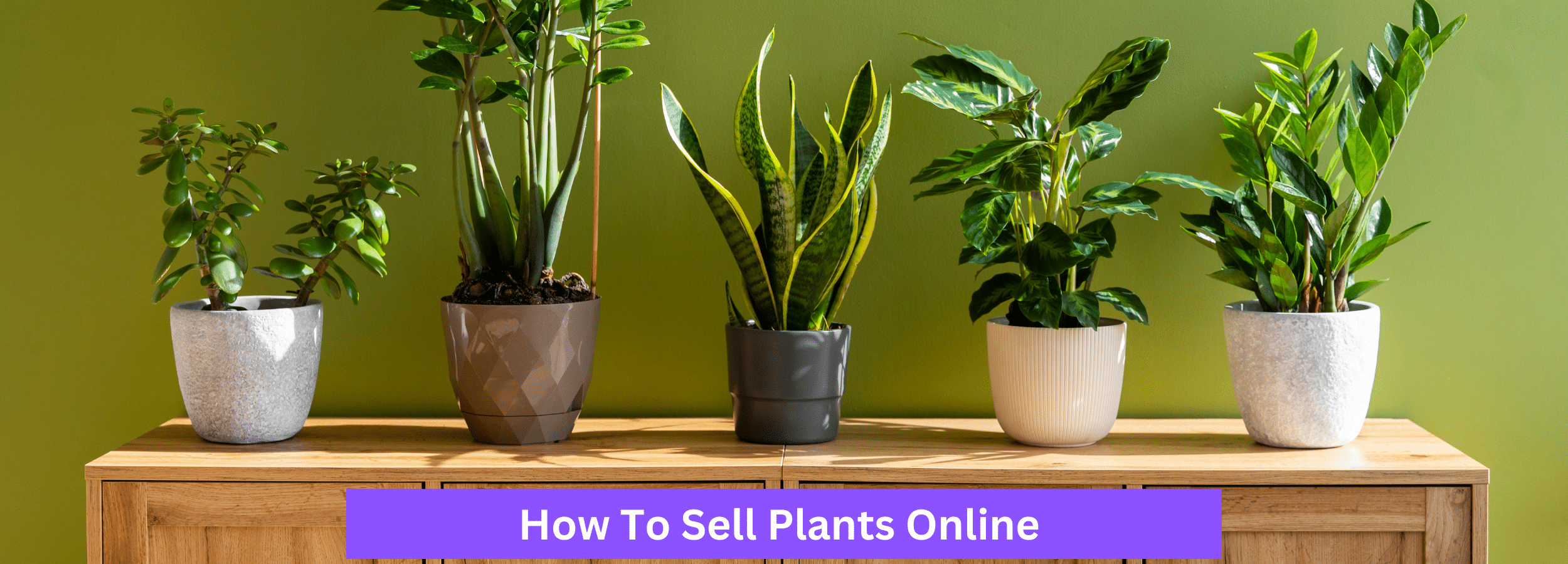 From growing your own to dropshipping plants, learn how to sell plants online