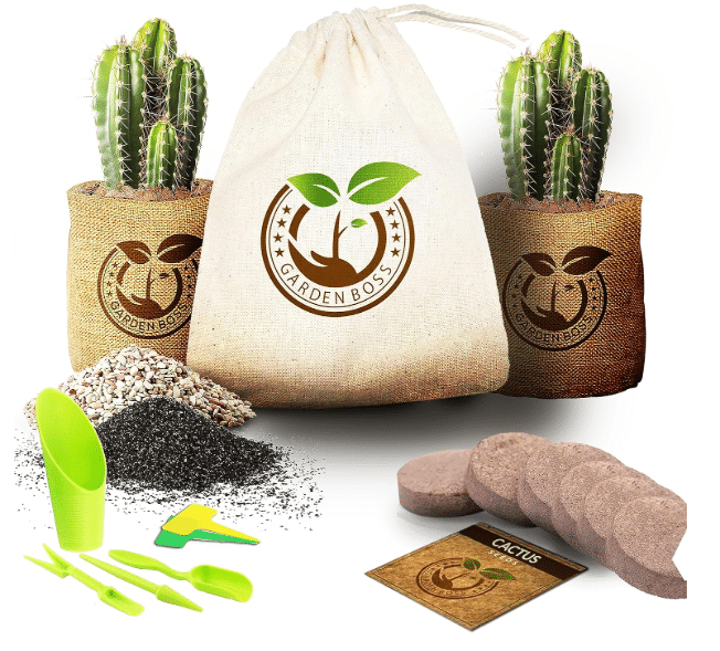 Cactus Starter Kits