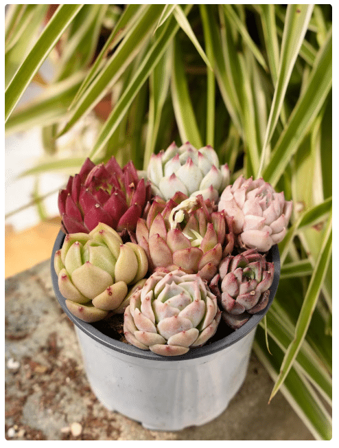 Succulent Plants